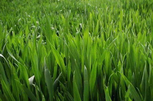 秋冬種及冬季農業開發農技行動啟動實施，推動農業種植技術升級