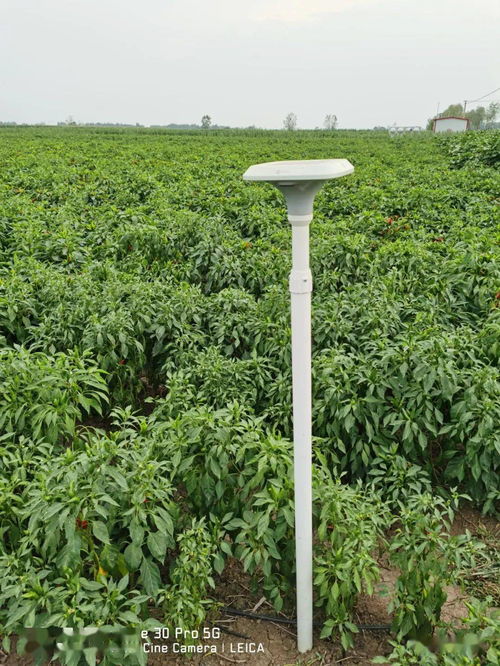 臨潁縣5G技術賦能辣椒種植，助推現代農業高質量發展