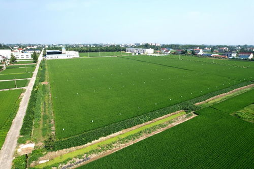 院士牽手優質品種與栽培良法，助力稻米產業高質量發展
