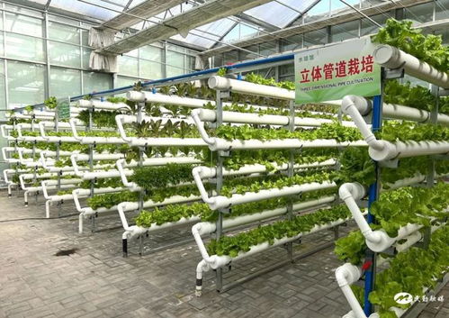 民勤縣紅旗谷現代智慧農業示范園 農旅融合促發展，鄉村振興產業旺