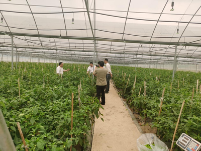 江華人大深入一線開展蔬菜產(chǎn)業(yè)發(fā)展專題調(diào)研，助力農(nóng)業(yè)種植技術(shù)開發(fā)與產(chǎn)業(yè)升級